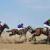 اعلام نتایج مسابقات اسب سواری پاییزه در ایلام