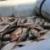 معدوم کردن حدود نیم تن ماهی غیر قابل مصرف