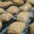 ۲۳۰ کیلوگرم تریاک در یزد کشف شد