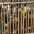دادستان سنندج: زندانیان فراری در صورت تسلیم مشمول عفو می‌شوند