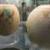 آیا راز تخم شترمرغ‌های تزئین شده موزه بریتانیا برملا شده؟