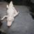 زیباترین تمساح جهان معروف به مروارید +عکس