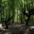 ذخیره‌گاه‌های جنگلی استان سمنان تعیین حدود می‌شود
