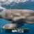 نجات نهنگ عنبر از تور ماهیگیری در سواحل ایتالیا