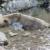 نجات سه قلاده خرس قهوه‌ای در سراب از چنگال سیم خاردار