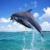 تفکر دلفینی دارید یا کوسه‌ای؟ / پژوهشی که محققان 95 کوسه و 5 دلفین را در استخری انداختند و ...