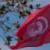 تونس خواستار از سرگیری مذاکرات میان تل‌آویو و رام‌الله شد