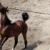 بیش از پنجهزار راس اسب در شمال کرمان پرورش داده می‌شود