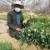 پنج میلیون شاخه گل نرگس از ابرکوه روانه بازار مصرف شد