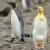 پنگوئن زرد رنگی که باعت تحیر جهانیان شد