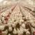 وضعیت توزیع مرغ در شب عید