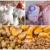 مشکل توزیع مرغ در آذربایجان غربی سریعتر مدیریت شود