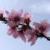 جلوه گری شکوفه‌های بهاری در صالح آباد + فیلم و تصاویر