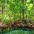 تصفیه آب با الهام از درختان جنگل‌های حرا