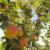 گلابی‌های آبدار پاییزی در باغ‌های چشمه گیلاس+ تصاویر