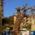 درختی به قدمت ۱۳۰۰ سال در البرز + تصاویر