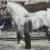 عکس| بزرگترین اسب تاریخ با ۲۱۹ سانت قد!