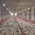 تورم ۳۳.۴ درصدی تولیدکننده برای مرغداری‌ها