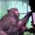 اعتراض فعالان حقوق حیوانات؛ ایلان ماسک میمونها را شکنجه کرده است