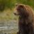ثبت تصاویری از دو قلاده خرس در منطقه شکارممنوع سوادکوه