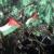 اسرائیل در برابر حماس عاجز است