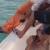 کشف جسد زن جوانی در آب‌های ساحلی بندرلنگه