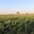 مطالبات کشاورزان و دامداران حمیدیه به نتیجه رسید/ دستور وزرات نیرو برای بررسی موضوع تنش آبی منطقه