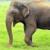 فیل گرمازده در تایلند صاحبش را کشت
