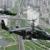 عکس | کوسه سیاه؛ سلاح تهاجمی ترسناک روسیه در آسمان