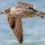این پرندگان بدون ثانیه‌ای وقفه مسیری ۱۱٬۲۶۵ کیلومتری را پرواز می‌کنند!
