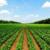 ۹ پروژه ملی برای توسعه کشاورزی زیستی اجرا می شود