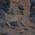 مشاهده ۸ قلاده پلنگ در پارک ملی تندوره