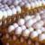 قیمت جدید مرغ و تخم‌مرغ در میادین/ شانه ۳۰تایی تخم‌مرغ چند؟