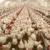 افزایش ۸ درصدی مرغ در گیلان/ بیش از ۱۰۰ میلیون قطعه مرغ تولید شد