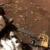 سلفی بامزه ربات ناسا بر سطح مریخ / عکس