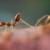 ساخت نسل بعدی ربات‌ها با الهام از نحوه زندگی مورچه‌های صحرایی