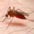 درخواست سازمان جهانی بهداشت برای ریشه‌کن کردن مالاریا