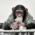 شگفتی محققان از قدرت تفکر میمون‌ها