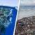 انتشار تصاویر هولناک از زندگی گونه‌های دریایی زیر زباله‌های اقیانوس‌ها