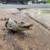 بچه‌تمساح در سیستم تصفیه فاضلاب شهری/ عکس