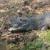عجیب‌ترین تمساح جهان/ شکارچی شگفت‌انگیزی که در اعماق زمین زندگی می‌کند! / عکس