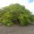«درخت مرگ» گیاهی که هیچ جانداری حق نزدیک شدن به آن را ندارد!/ عکس