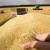 ۱۰۰ هزار تُن گندم مازاد بر نیاز کشاورزان در لرستان خریداری شد