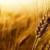  قیمت گندم اصلاح نشد / وعده سرخرمن به گندم‌کاران / تهدید جدی کشت در سال زراعی آینده