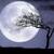 امشب، «ابر ماه ماهی خاویاری» را رویت کنید