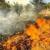شناسایی کانون‌های اصلی آتش‌سوزی در جنگل‌های ایلام/ پس‌چراها، منشاء عمده‌ی آتش‌سوزی