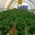 Libya and Jordan: How big a solution is hydroponics in two of the world's driest countries? 