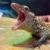 تولد شش جوجه‌اژدها در باغ وحش فلوریدا/ عکس