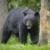 خرس سیاه، مشهورترین مرکز تفریحی آمریکا را به تعطیلی کشاند/ عکس