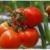 کشت ۱۰۰ هکتار گوجه فرنگی در شهرستان زرآباد